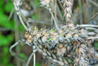 Les semences de ferme seront-elles à la hauteur