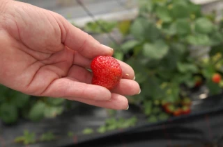 Aline Baumann «ramène ses fraises»  et «appuie sur le champignon»!