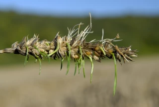 Des économies grâce au constat de gestation