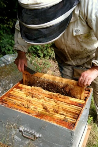 Un ballet bourdonnant d’abeilles…