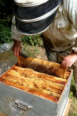 Un ballet bourdonnant d’abeilles…