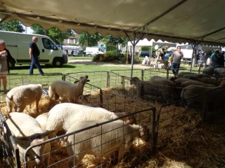 Encore des ventes à Decize