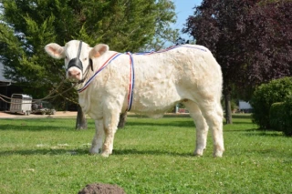 Concours des veaux et vente aux enchères