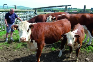 Un taureau bourguignon au Sommet