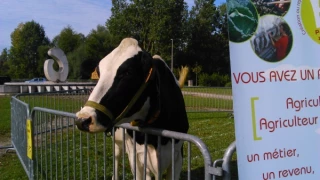 «Veau, vache, cochon, couvée…» s’invitent à la Foire d’Auxerre