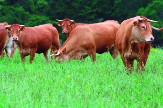Pour des prairies plus productives pour les ruminants
