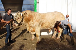 Concours charolais d’Avallon les 17 et 18 octobre
