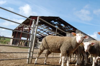Une explosion crucifie 280 moutons