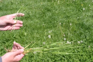 Le «Concours prairies»  toujours autant plébiscité  par les étudiants !