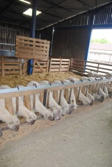 Maïs, orge, triricale: quelle céréale acheter pour les brebis ?