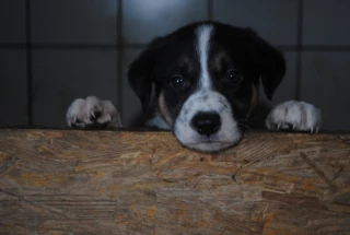 Éduquer le chiot pour mieux le dresser