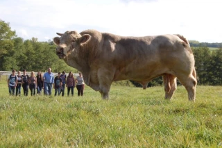 Semur-en-Auxois sonne le charolais