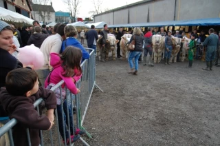 Moins d’animaux, mais des très beaux