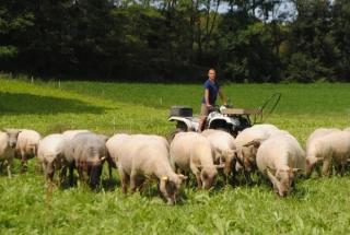 Diminuer la proportion  de petits agneaux à l’agnelage 