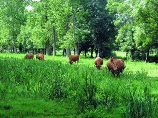 Un recueil d’actions au service du bien-être animal