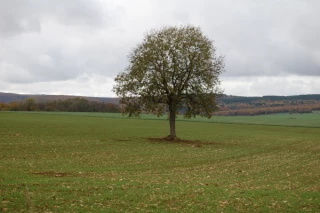 Verdissement ou rougissement ?