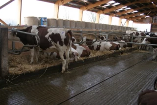 Équipements économes pour cent vaches à traire