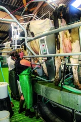 Limiter les contraintes dans une salle de traite rotative