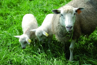 Une forte diversité des résultats techniques et économiques