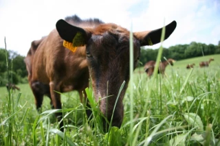 CapriNièvre, à quitte ou double  ?