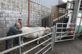 L’enlèvement et l’abattage des bovins strictement encadrés