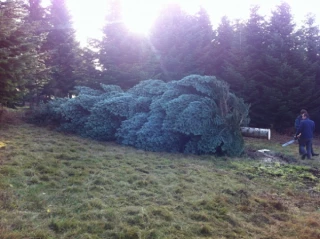 Le sapin de Noël de l’Élysée fait la fierté des producteurs du Morvan