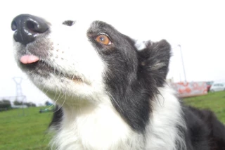 Le chien de troupeau remontre son museau