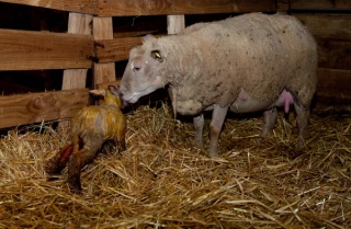 Un quart de la mortalité des agneaux est liée à un défaut de têtée du colostrum