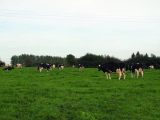 Le lait, moteur de la croissance agricole