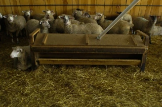 Pois, lupin ou féverole dans la ration des agneaux