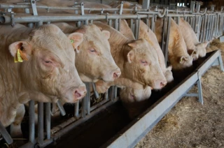 46 reproducteurs issus d’une variété génétique remarquable