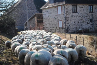 Des brebis déparasitées pour l’hiver