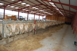 Bovins allaitants Ce qui se fait de mieux