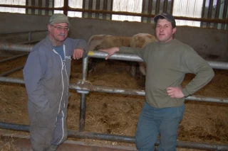Bovins allaitants Jamais assez grand