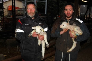 Atouts de la production ovine en zone céréalière