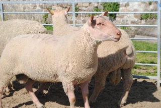 Les rations des béliers pour l’hiver