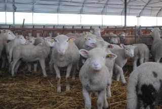 Prévenir et soigner l’ecthyma