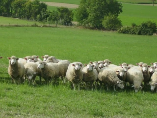 86 % de la ration des brebis et de leurs agneaux sont des fourrages