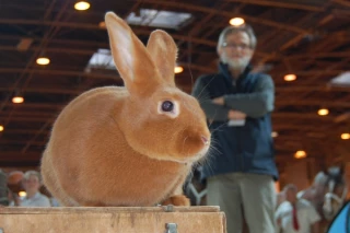 Le plus beau lapin est côte d’orien