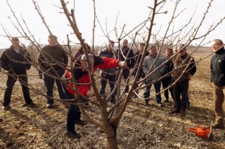 Les arboriculteurs à la taille