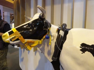 Gaz à effet de serre : Ah la vache !