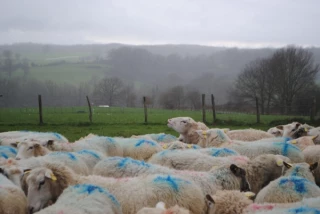 Les brebis ne sont plus en saison sexuelle