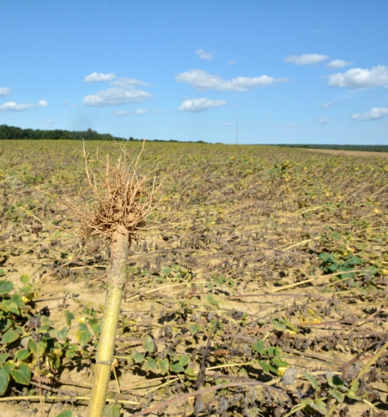 Réussir son tournesol en 2015