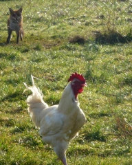 La menace goupil