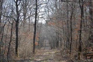 Un petit tour en forêt