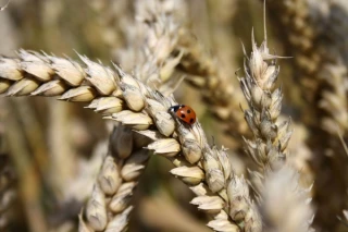 La fierté du bio