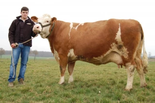 La Simmental part en promotion