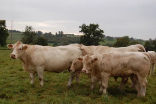 Un outil pour l’amélioration génétique du troupeau allaitant