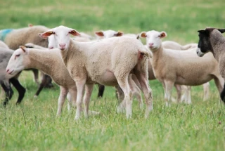 Vers une sélection d’animaux résistant au parasite ?