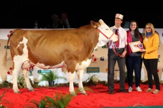 La Simmental, une race qui bouge